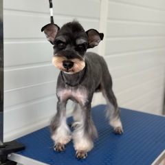 ミニチュアシュナウザーパパ犬引退