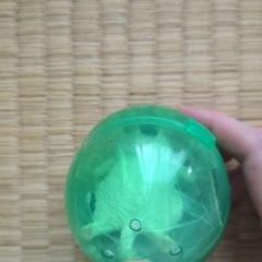 ねこ　ガチャポンの画像