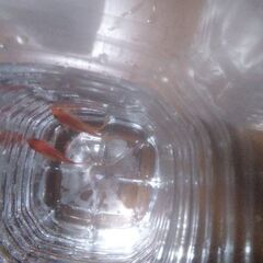 ボトル入り金魚(3匹)4ボトル追加品出ししました。の画像