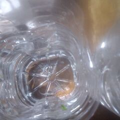 ボトル入りメダカ(5匹)3ボトル追加品出ししました。の画像