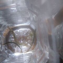 ボトル入りドジョウ(3匹)4ボトル追加品出ししました。の画像