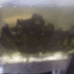 ボトル入りタニシ(5匹)2ボトル追加品出ししました。の画像