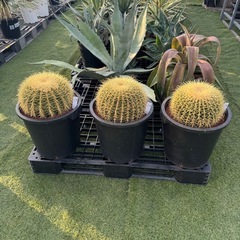 特大金鯱の画像