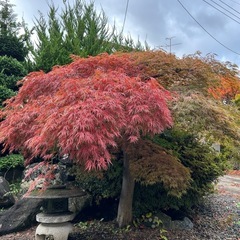 庭木　庭石の画像