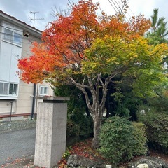 庭木　庭石の画像