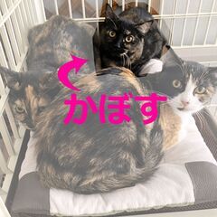 6ヵ月位☆サビ柄・かぼす☆3姉妹の1匹です♪ - 里親募集
