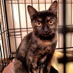 6ヵ月位☆サビ柄・かぼす☆3姉妹の1匹です♪