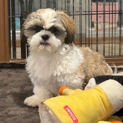 里親募集します！シーズー、血統書あり