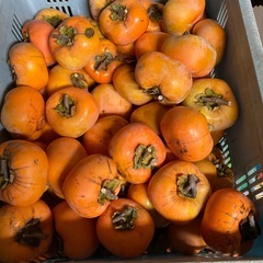 渋柿(ひらたね)100個の画像