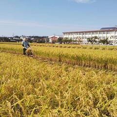 令和７年産　自然乾燥米　秋田県産あきたこまち　白米５ｋｇの画像