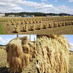 令和７年産　自然乾燥米　秋田県産あきたこまち　白米５ｋｇの画像