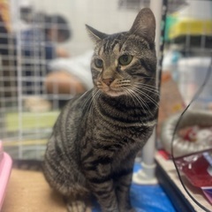 困り顔のキジトラ君　幸せになりたい！