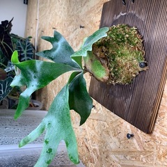 ビカクシダ BTSSの画像