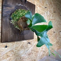 ビカクシダ BTSSの画像