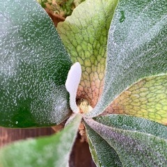 ビカクシダ BTSSの画像