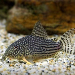 熱帯魚　クーリーローチ2匹　コリドラスステルバイ2匹の画像