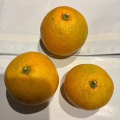 【限定】家庭菜園　果物3種セット　旬の果物を少しずつ★お試しに★
の画像