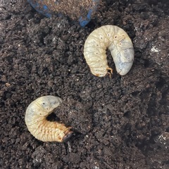 幼虫(カブトムシ))の画像