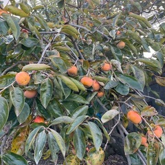 【限定】家庭菜園　果物3種セット　旬の果物を少しずつ★お試しに★
の画像