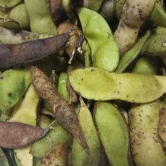 丹波篠山黒枝豆の画像