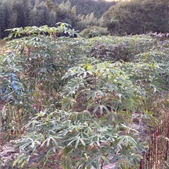 生キャッサバ の画像