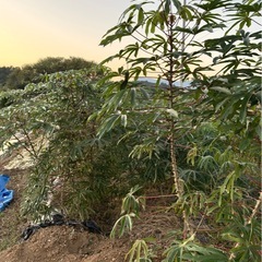 生キャッサバ の画像