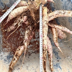 生キャッサバ の画像