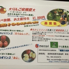 お店では絶対に買えないリンゴ　「スリムレッド」の画像