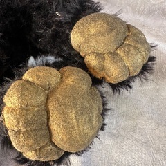 ドイツ ヴィンテージ テディベア ブラックの画像