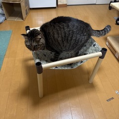 猫用ハンモックの画像
