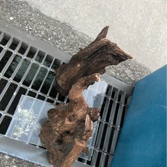 大型水槽セット!!
の画像