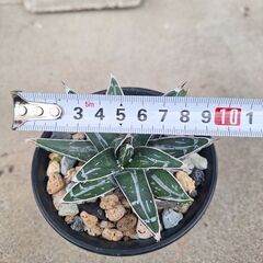 アガベ・笹の雪、ビクトリア レジーナ➂の画像