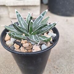 アガベ・笹の雪、ビクトリア レジーナ➂の画像