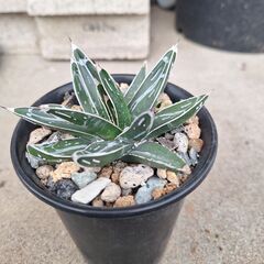 アガベ・笹の雪、ビクトリア レジーナ➂の画像