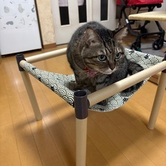 猫用ハンモックの画像