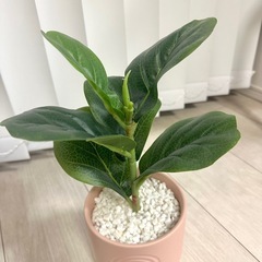 11月20日まで【美品】フェイクグリーンの画像