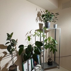 観葉植物🪴の画像