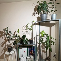 観葉植物🪴の画像