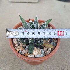 アガベ・笹の雪、ビクトリアレジーナ➃の画像