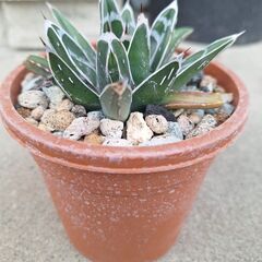 アガベ・笹の雪、ビクトリアレジーナ➃の画像