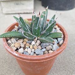 アガベ・笹の雪、ビクトリアレジーナ➃の画像