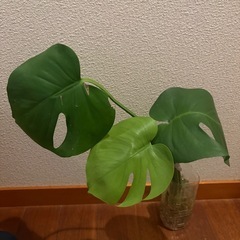 モンステラの画像