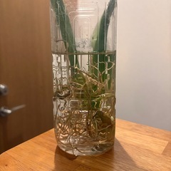 モンステラの画像