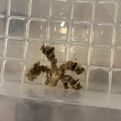 モクズショイの画像