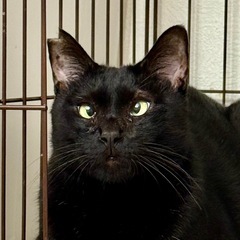 犬系猫⁉️ポールくん！