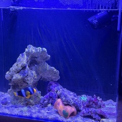海水水槽 フルセット　45×30×40cm 39L の画像