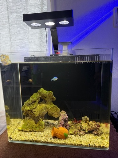 海水水槽 フルセット　45×30×40cm 39L