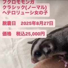 フクロモモンガ  女の子お迎え募集