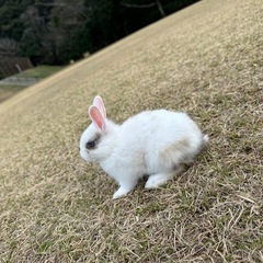 8ヶ月のうさぎ