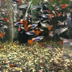 🐠国産グッピー レッドテールタキシード（ブラジルレッドファンテール） 1ペア350円 5ペア以上で1ペア250円 【在庫10ペア】自家繁殖個体　熱帯魚 国産 グッピー No.09の画像